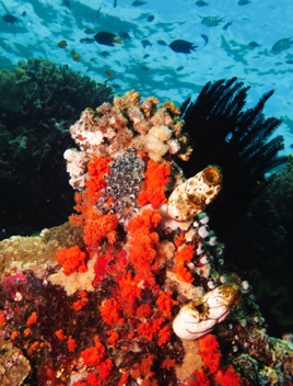 Coral